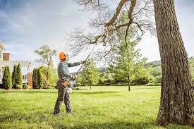 Best Fruit Tree Pruning  in Browns Mills, NJ