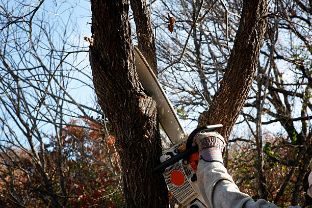 Best Leaf Removal  in Browns Mills, NJ